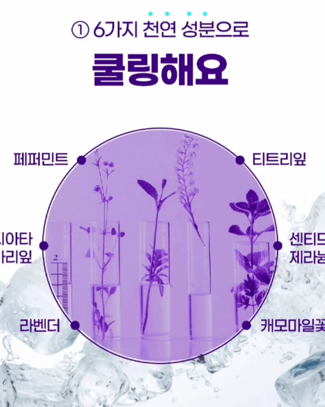 하코트 살구 로얄과/미니 11