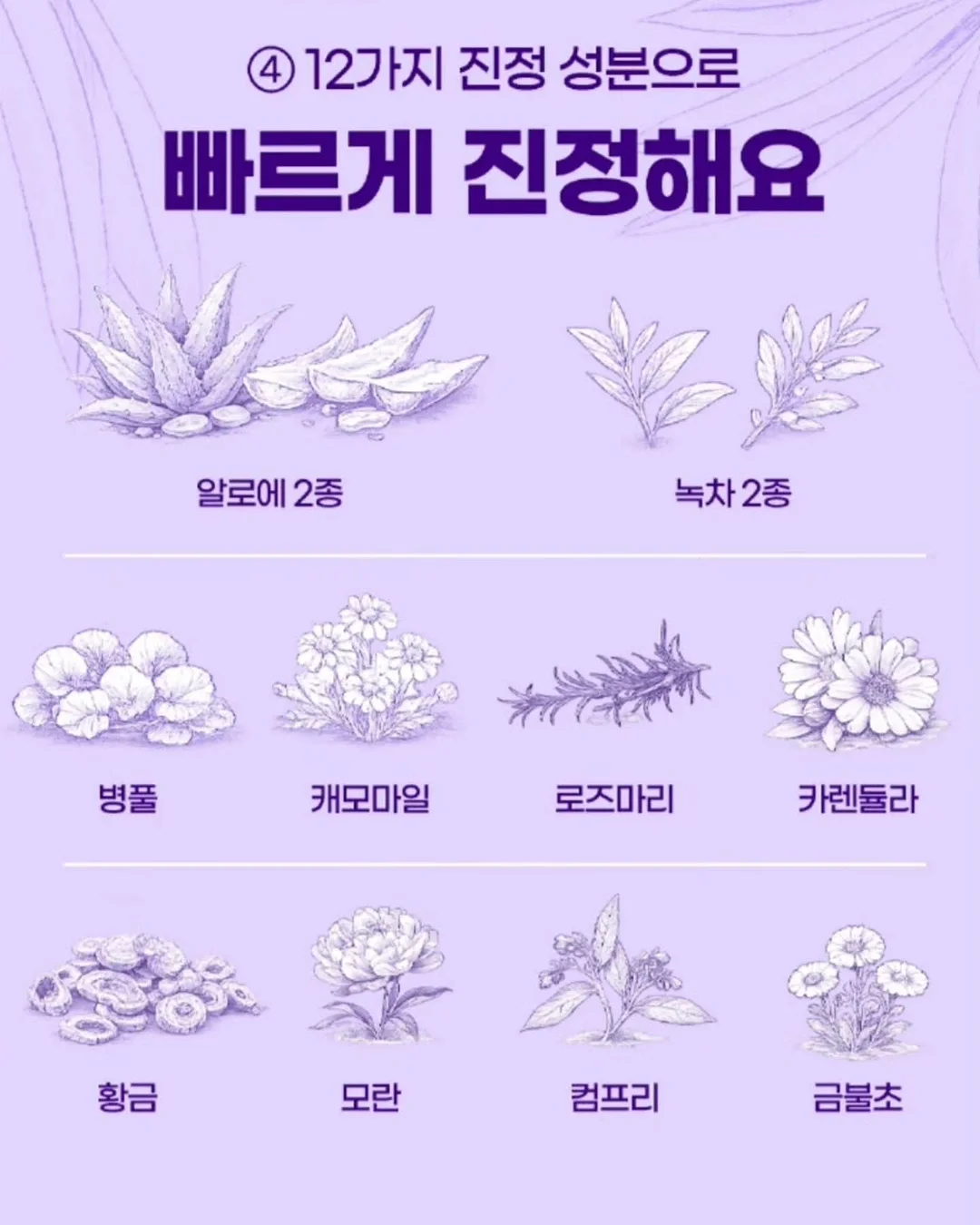 하코트 살구 로얄과/미니 10
