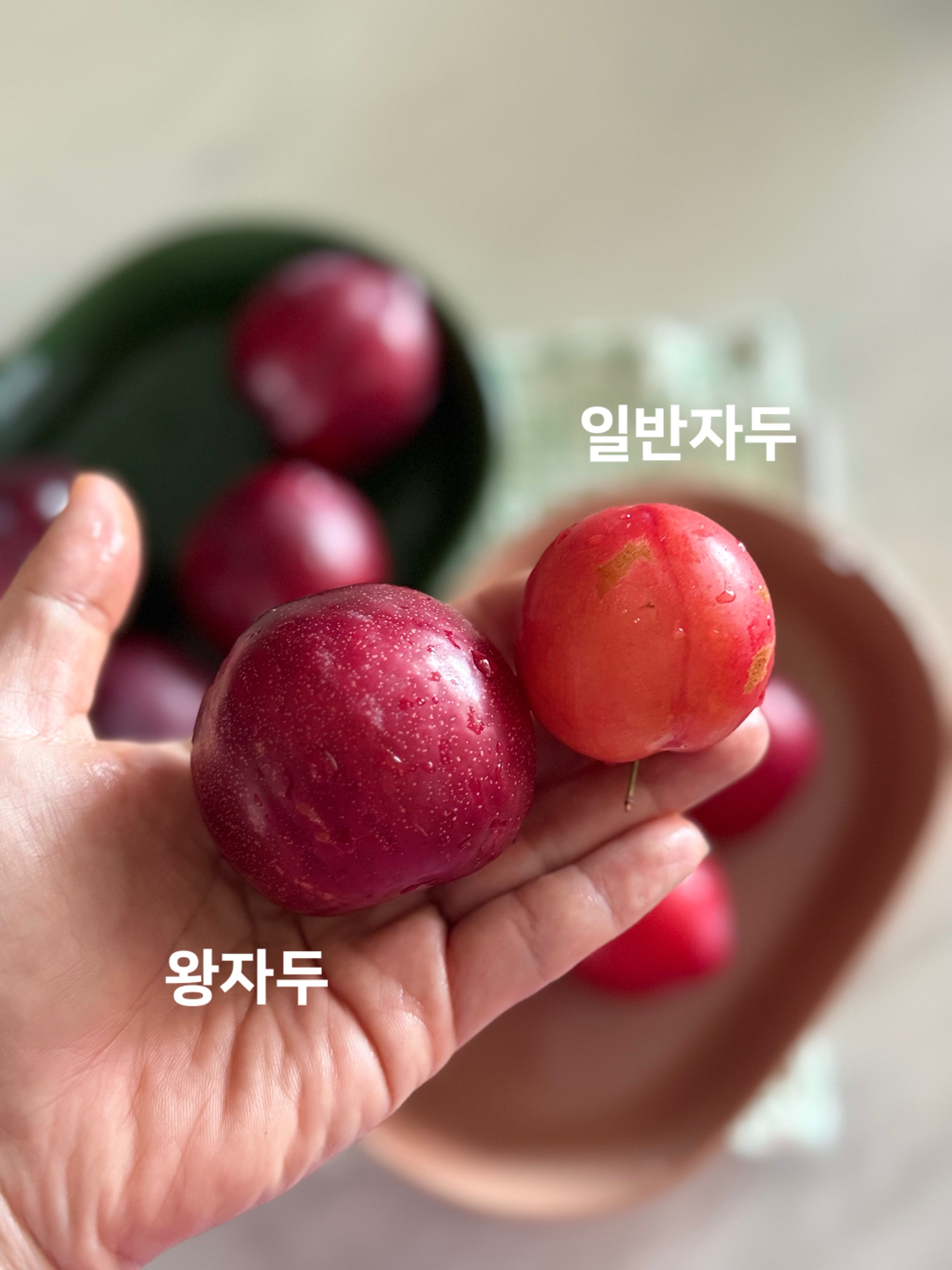 시크라인 수건 2