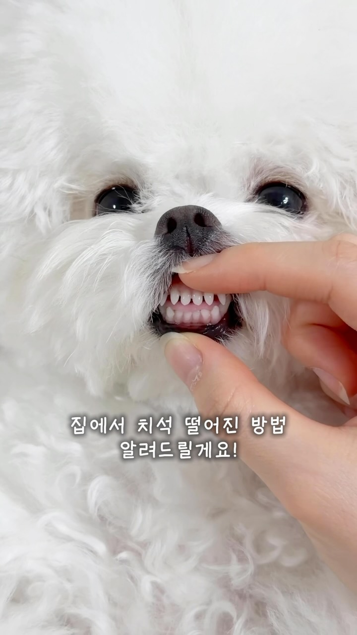 증편 수업