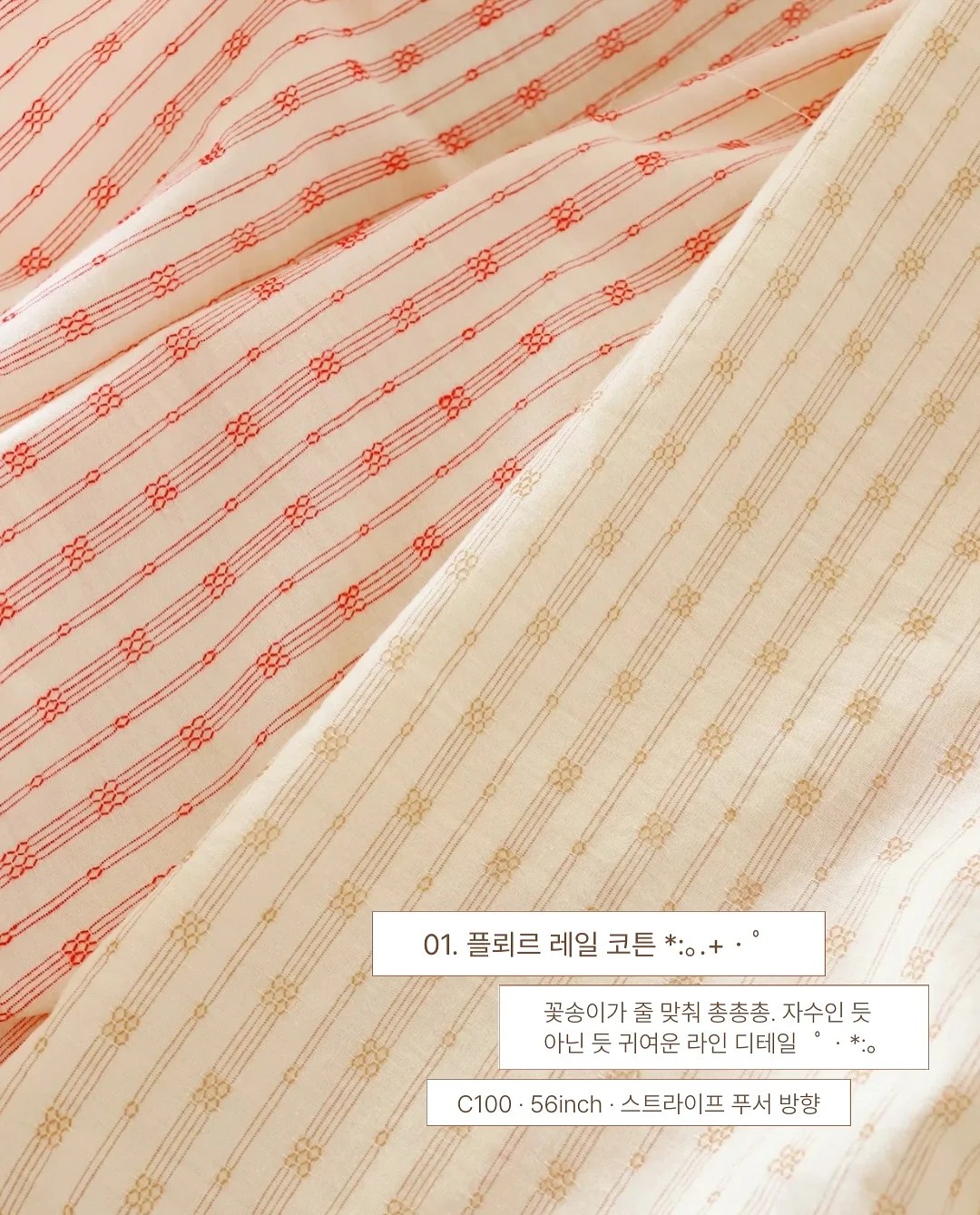 원숭이꼬리 선인장 2