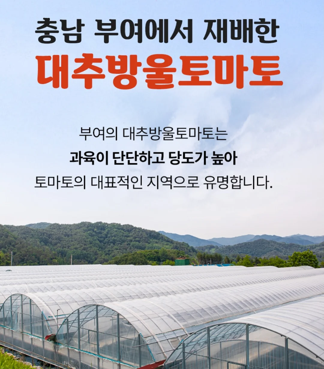 숏다리 한입말랑다리 오징어다리 16