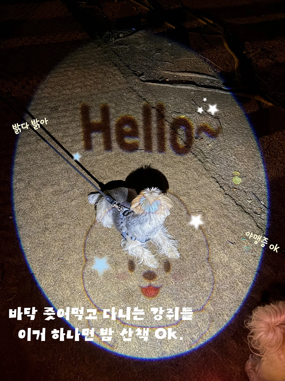 폴배색 가디간 5