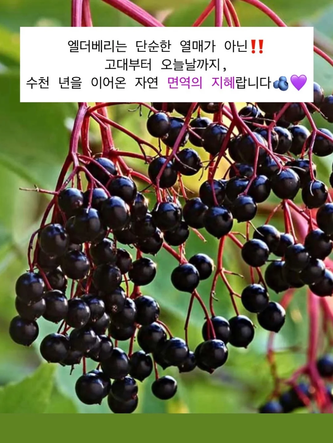 달항아리 그림 11