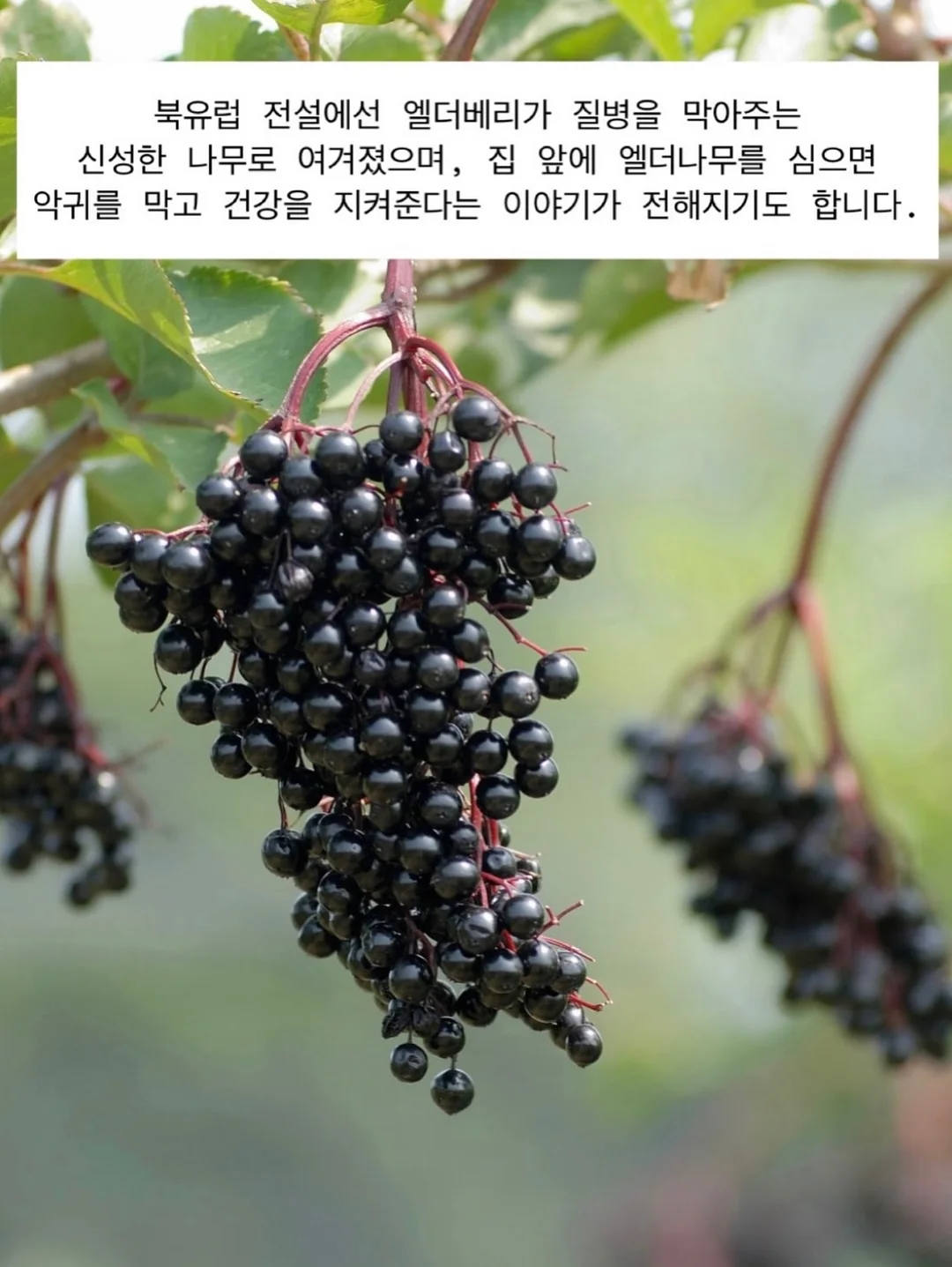 달항아리 그림 9