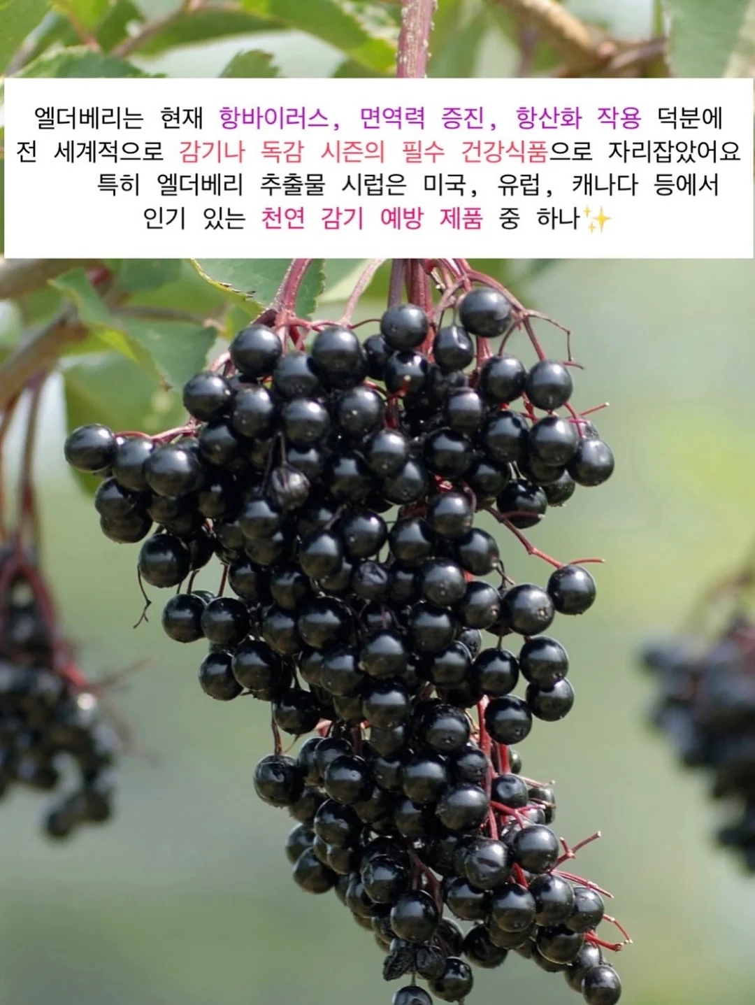 달항아리 그림 10