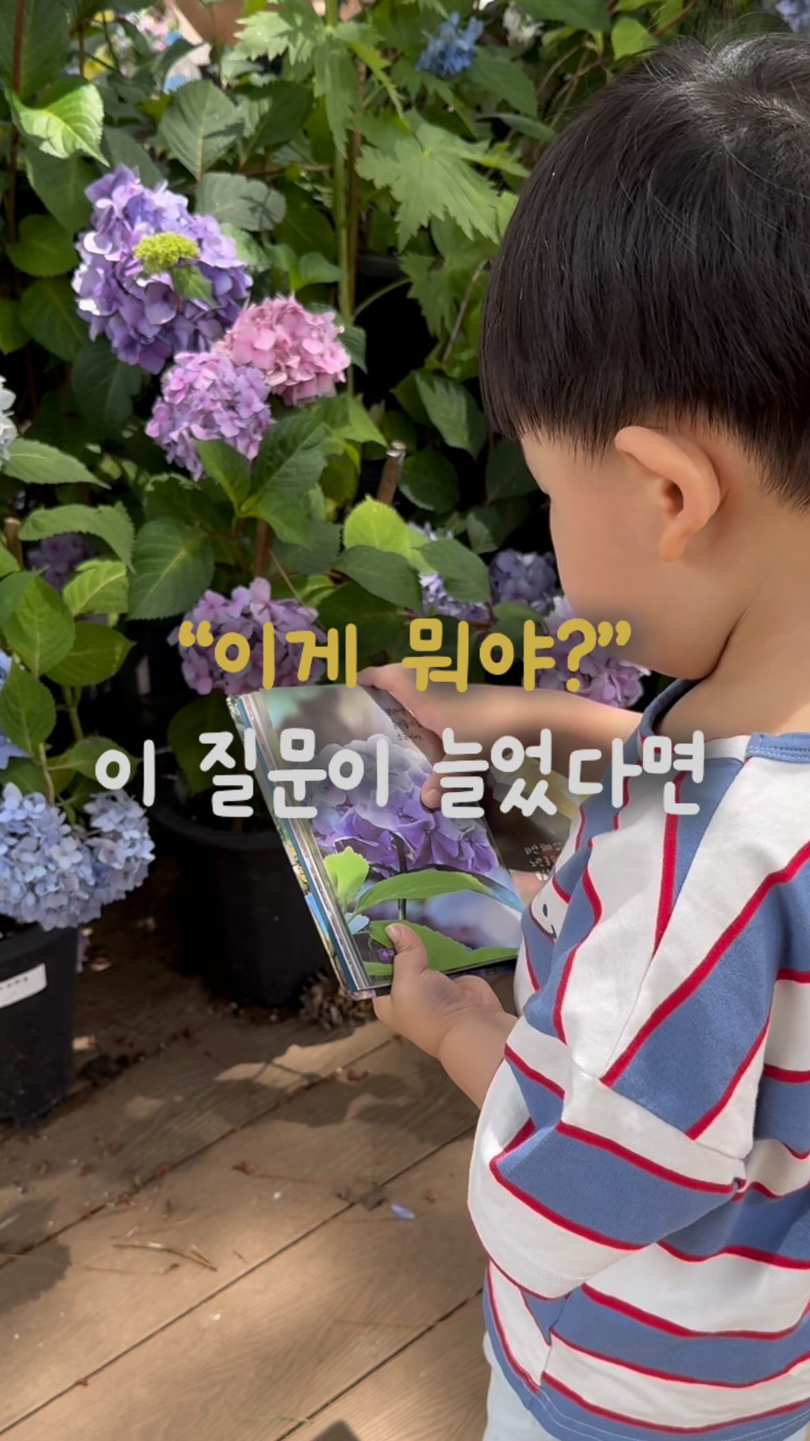 디토 썸머 jp