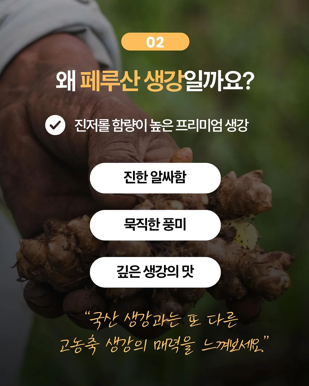 올리브 참치 4