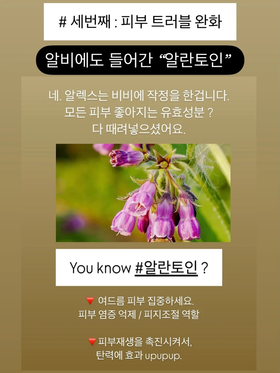 자포니카 민물장어 600g 15