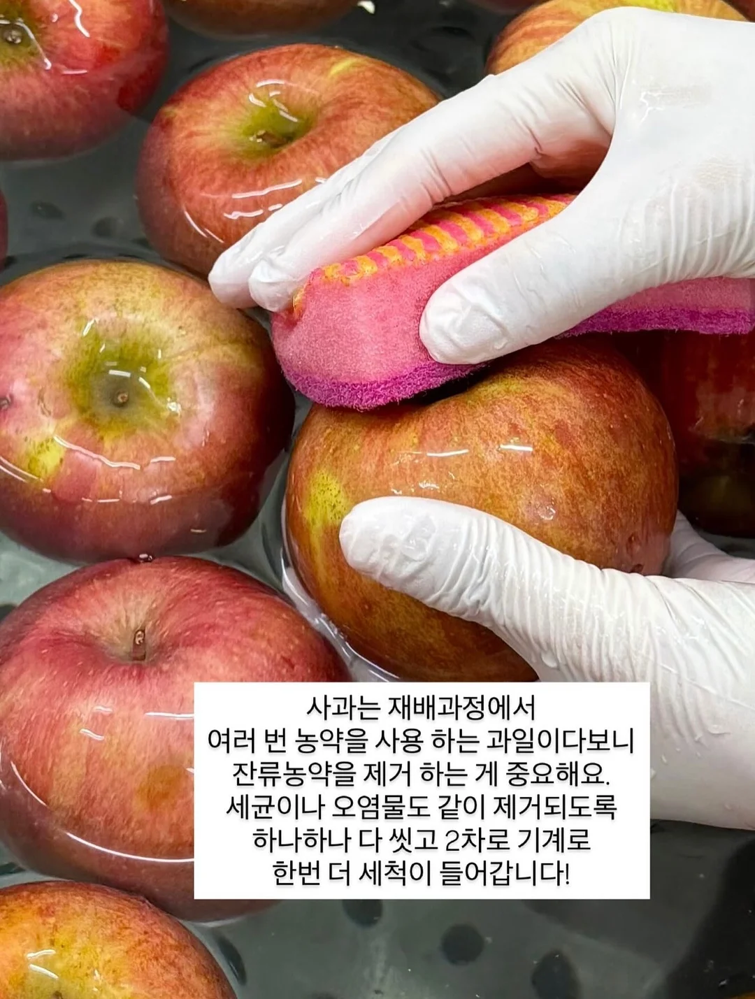 장미 꽃다발 5