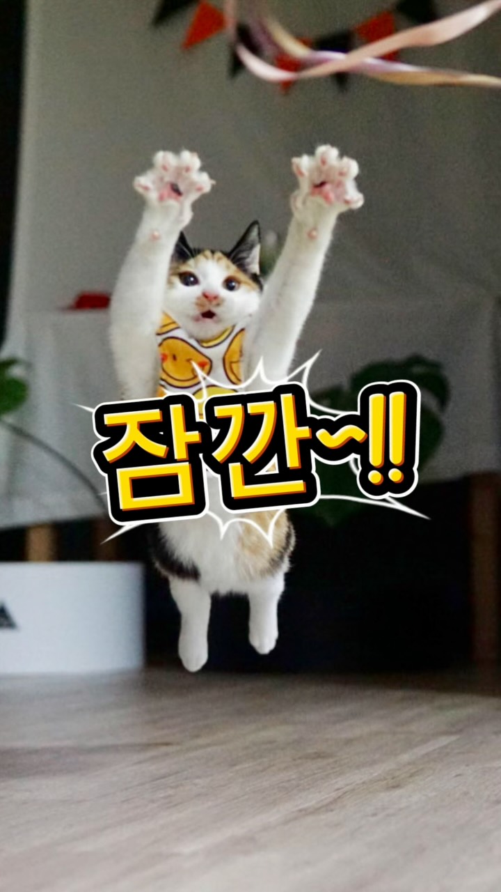헬로버디 여름 신상룩