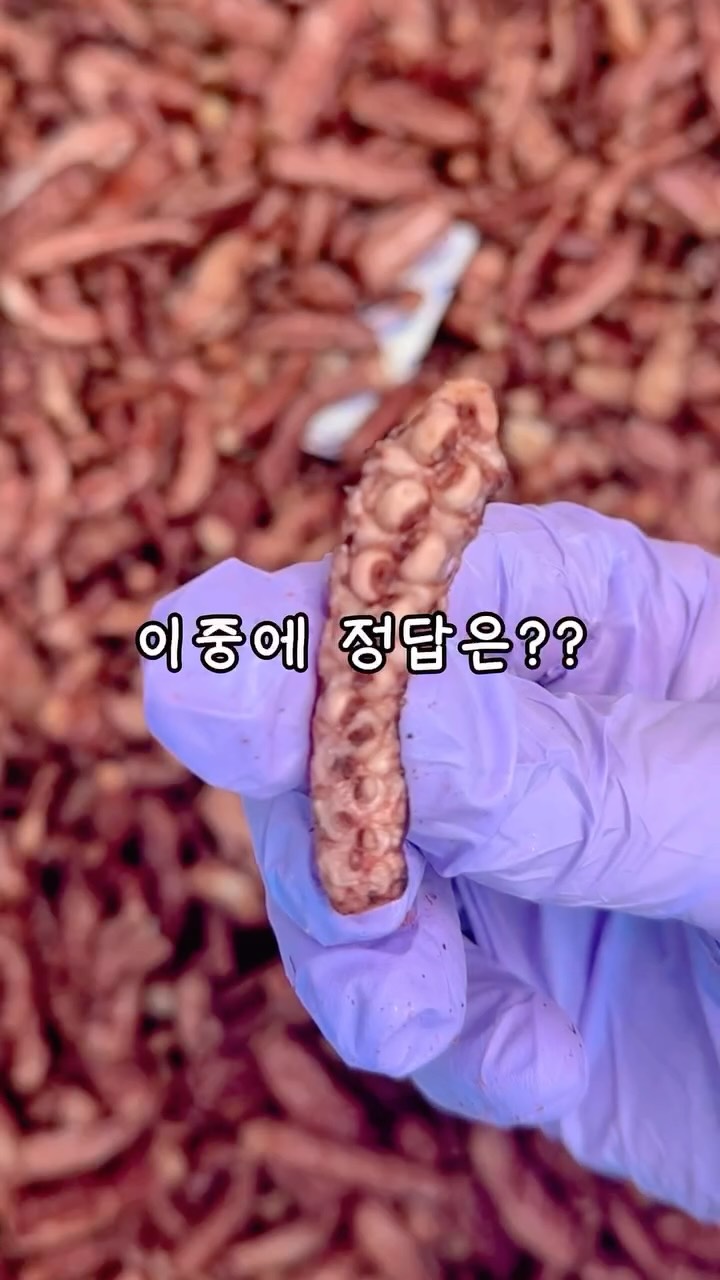 튠셀 프레앰플