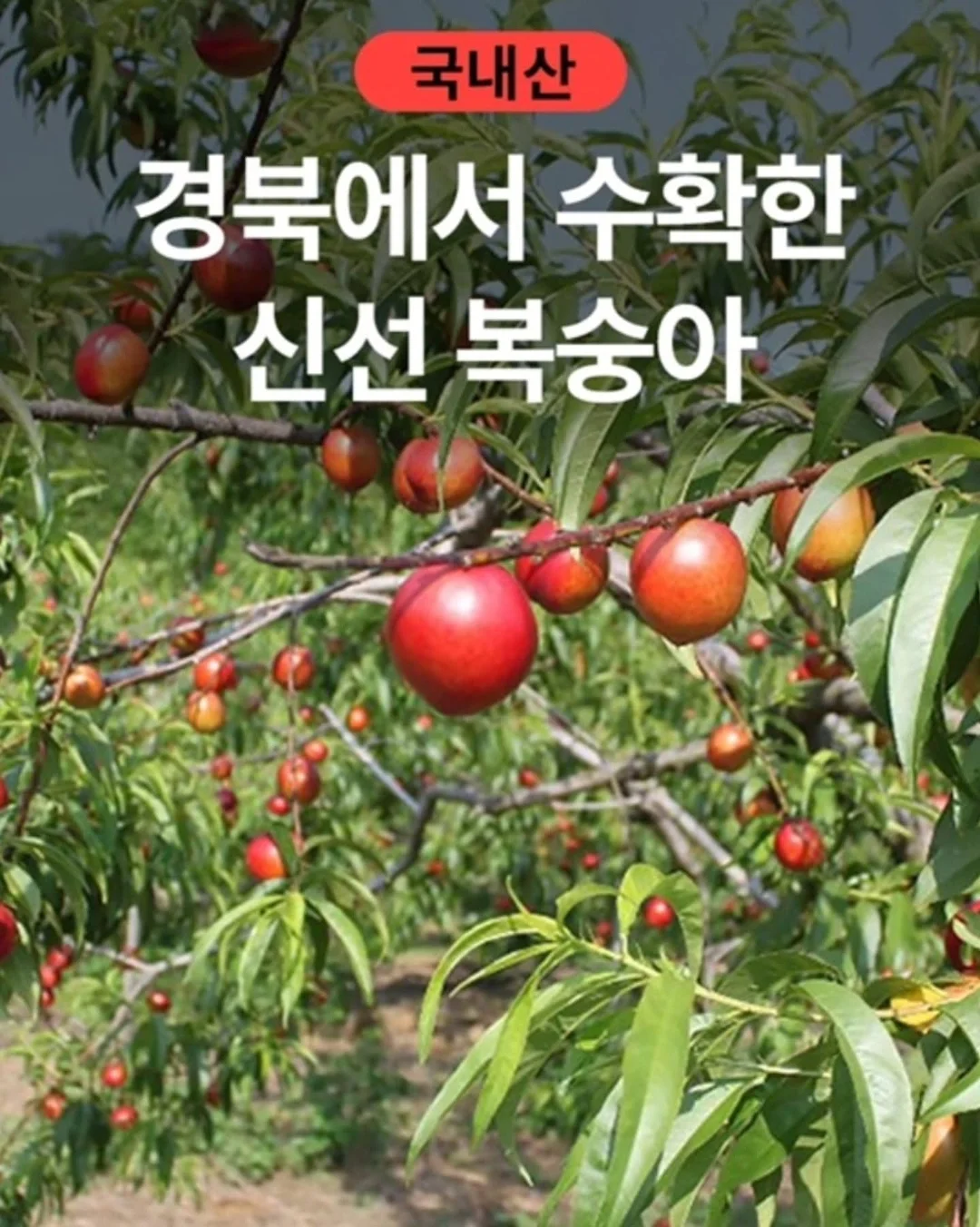 드롱기 마그니피카 스타트 라떼 6