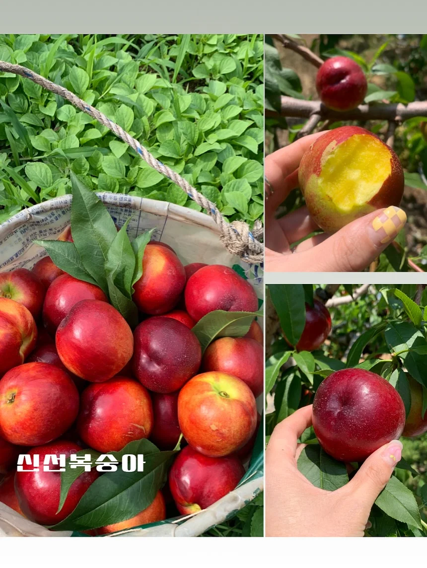 슈퍼젝션 앰플 홈키트 11