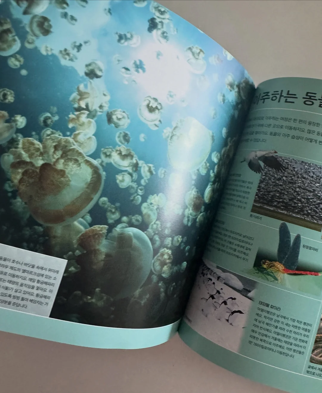 카네이션 모티브 헤어밴드 20