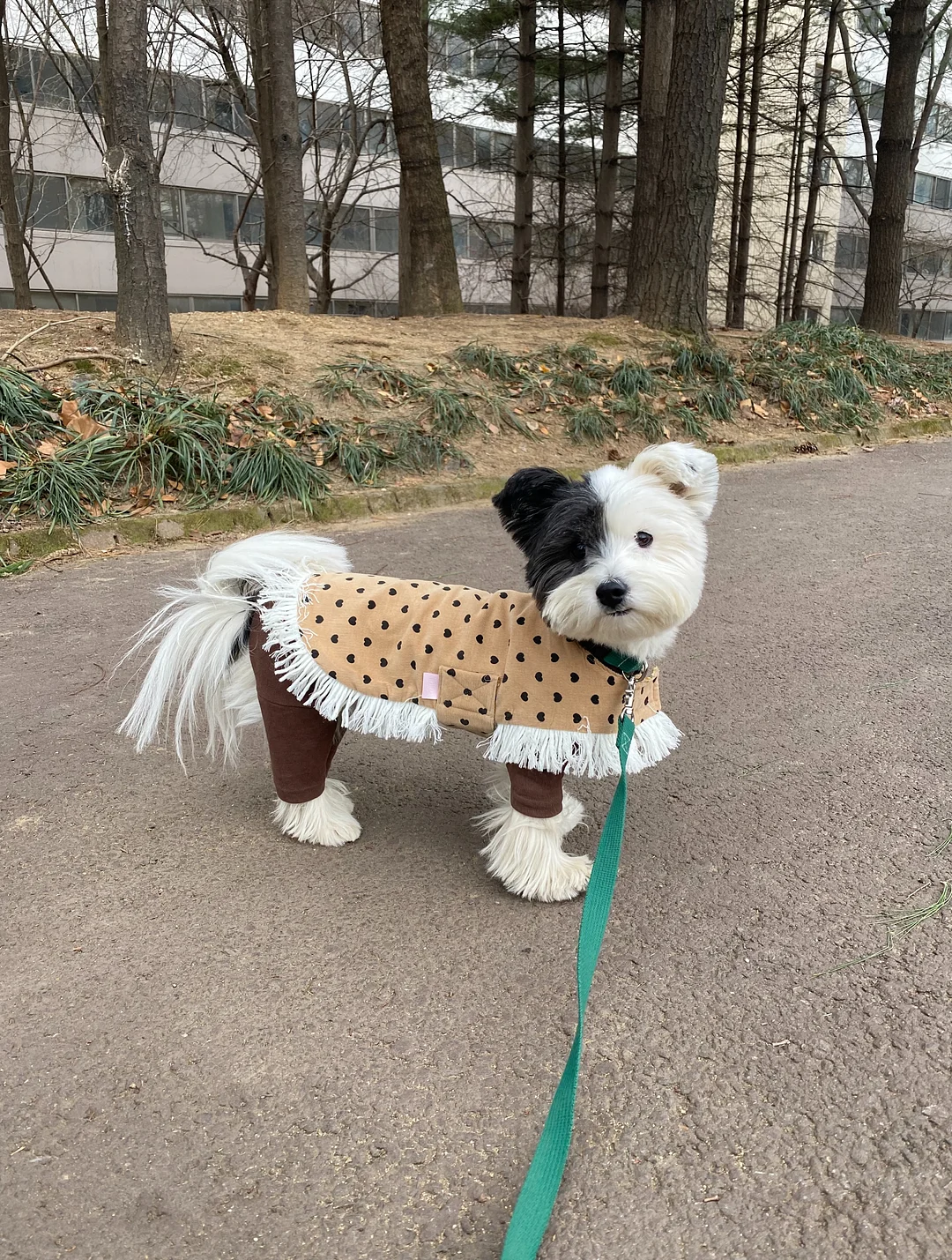 웅진스마트올 중학 6