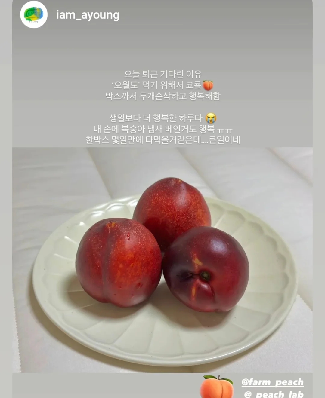 아미 반바지 2