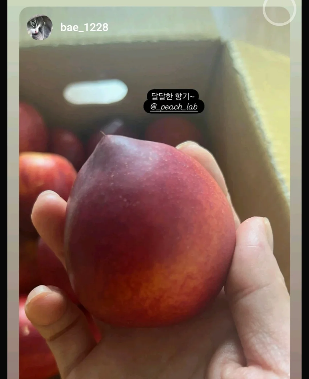 아미 반바지 3