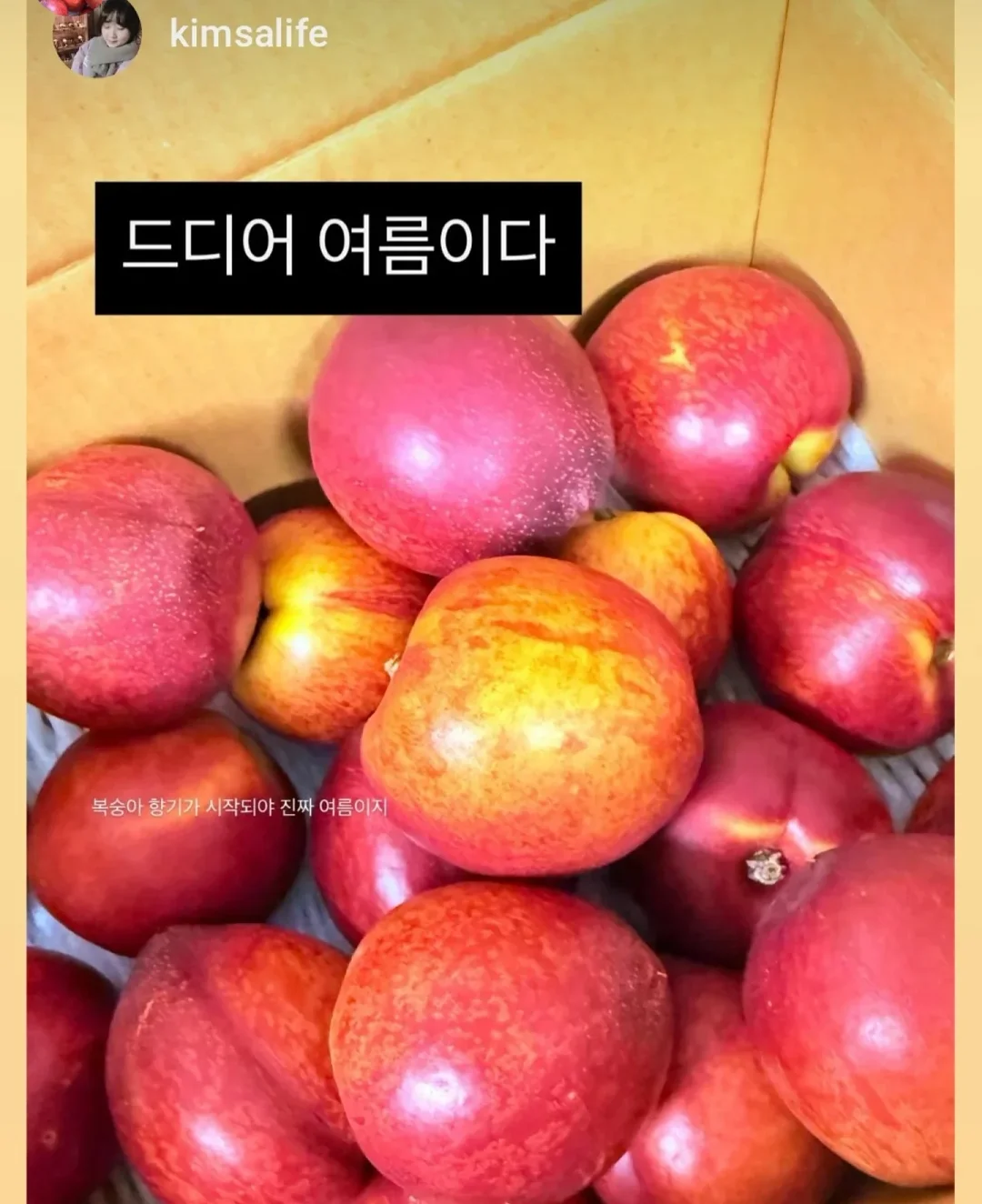 아미 반바지 7