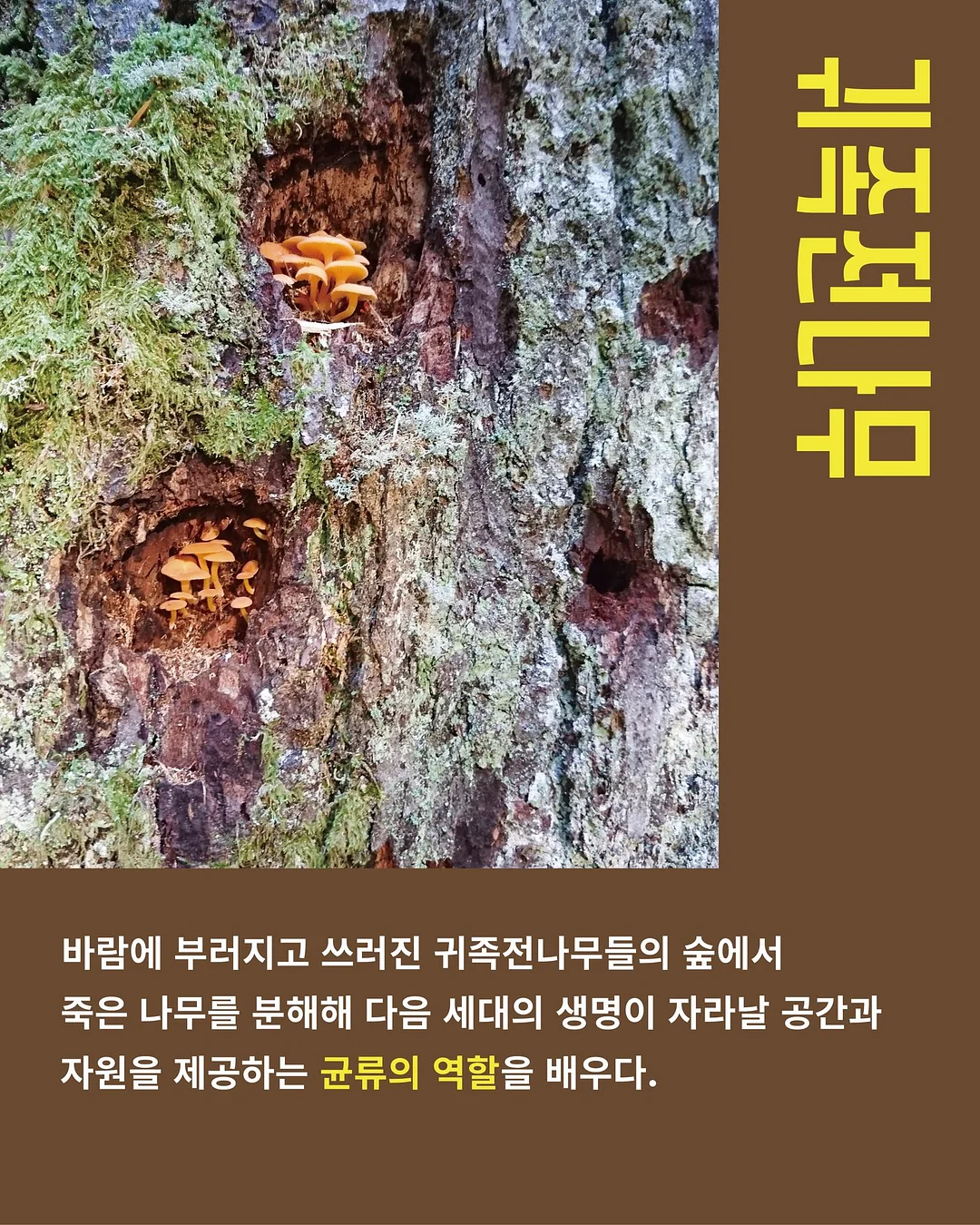 신발 방수 커버 7
