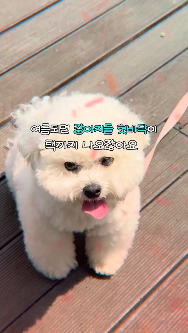 열두달 여름신상