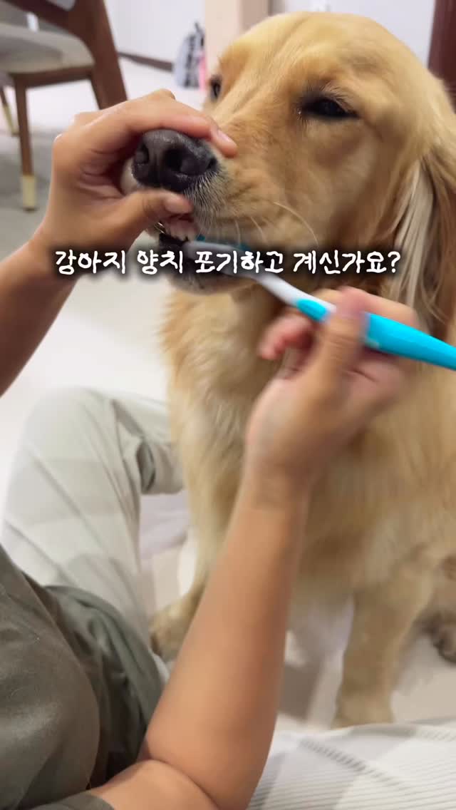 신형 가죽 전동베드 +보조의자
