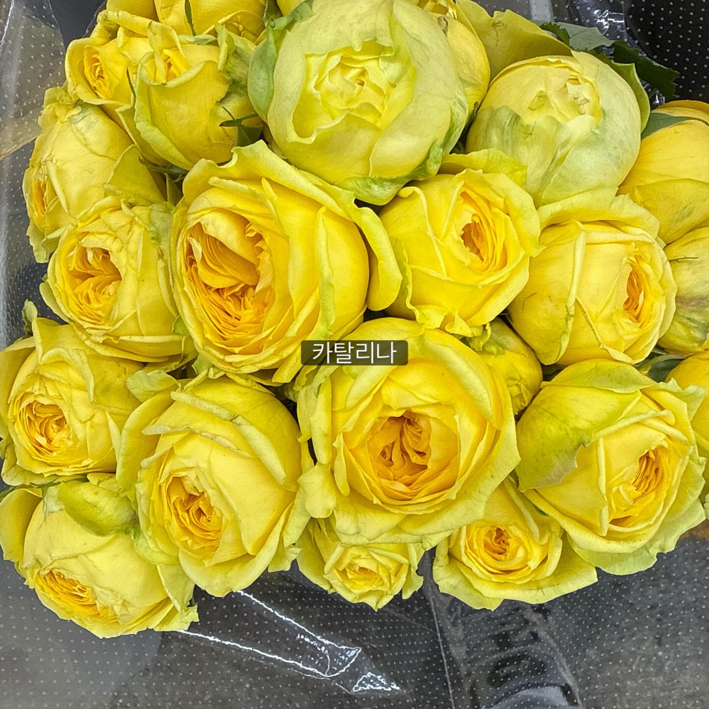 진주 액세서리 1