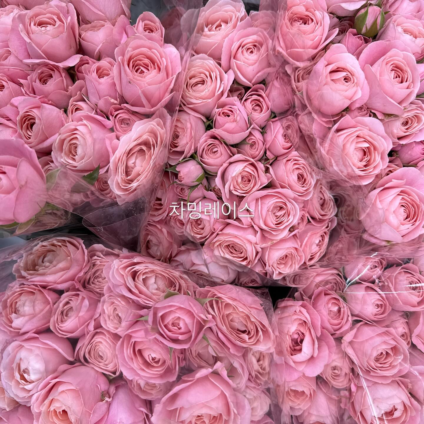 진주 액세서리 5