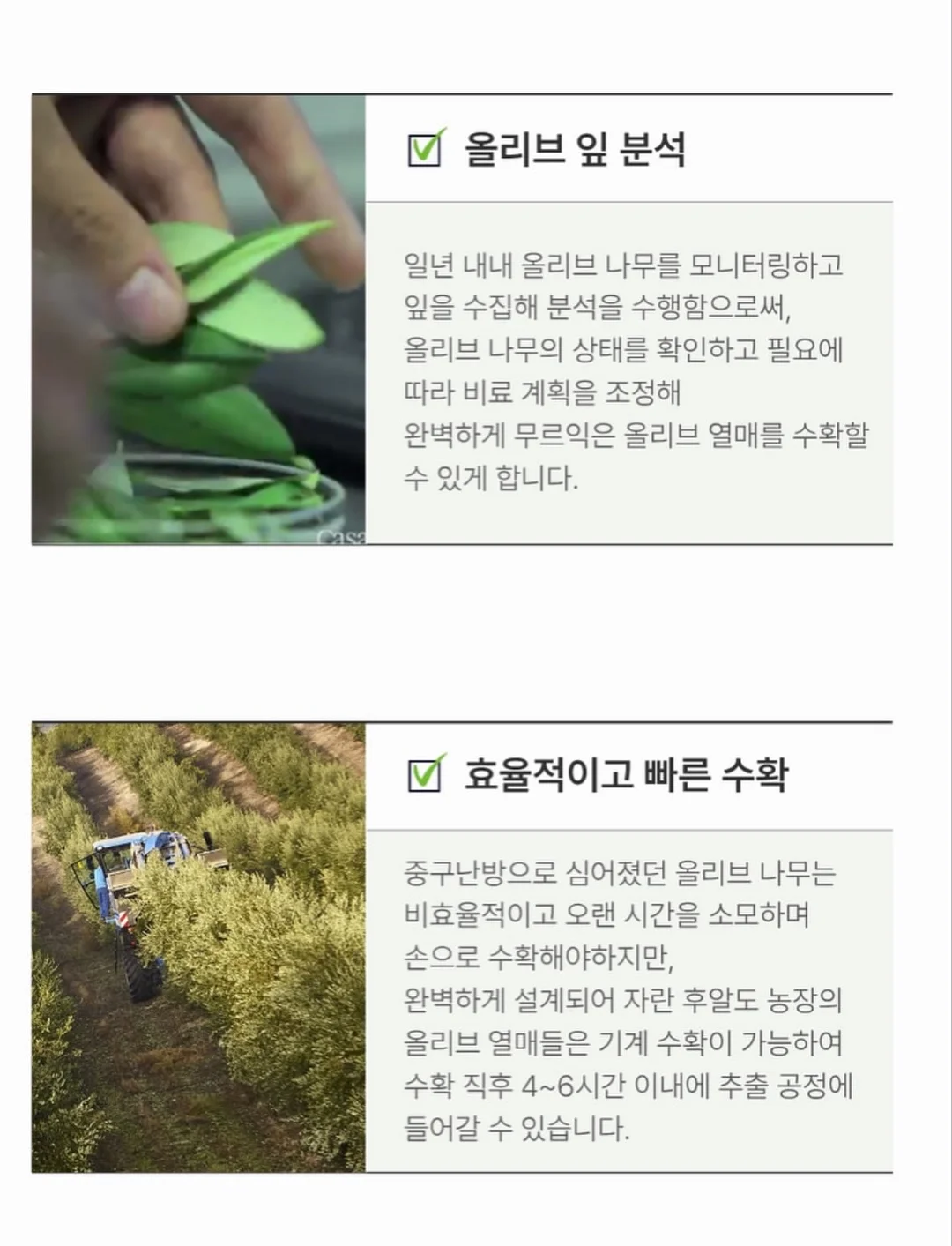 폴로 치프키프 빅포니 카라티 11