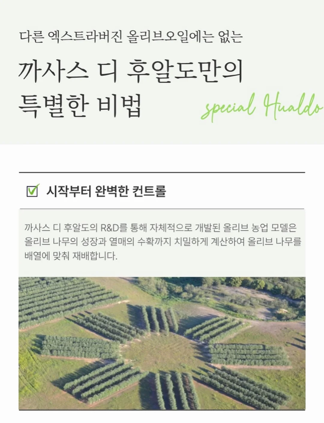 폴로 치프키프 빅포니 카라티 10