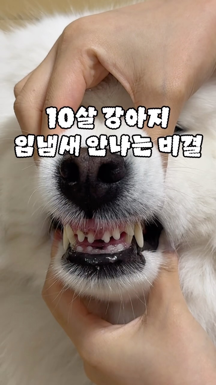 접이식 매트리스
