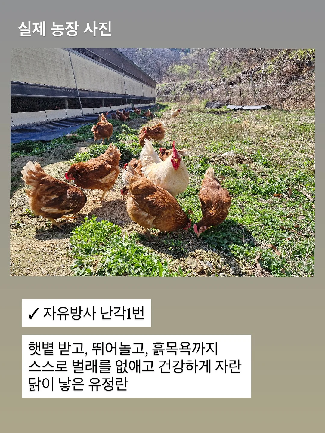 약도라지고 7