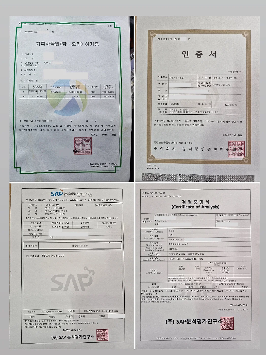 약도라지고 10