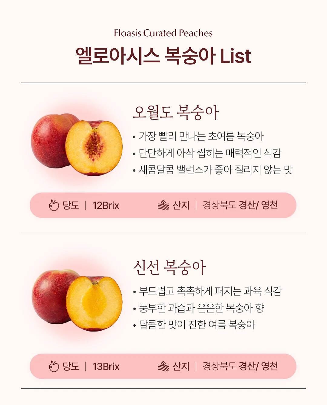 프리메라 마켓 5