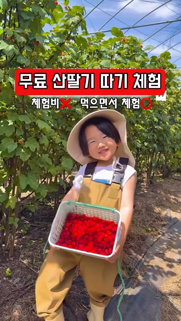 밀리밀리 500달톤 프로틴 립틴트