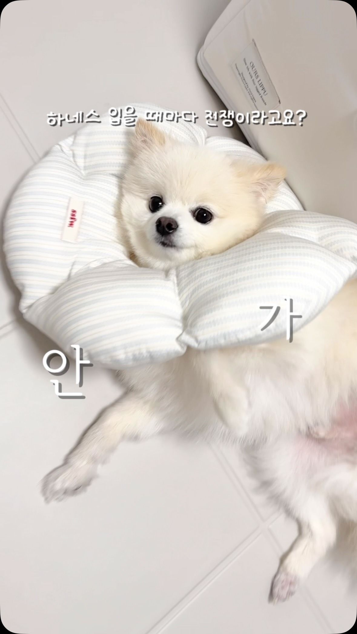 아미 하트자수 버뮤다 팬츠