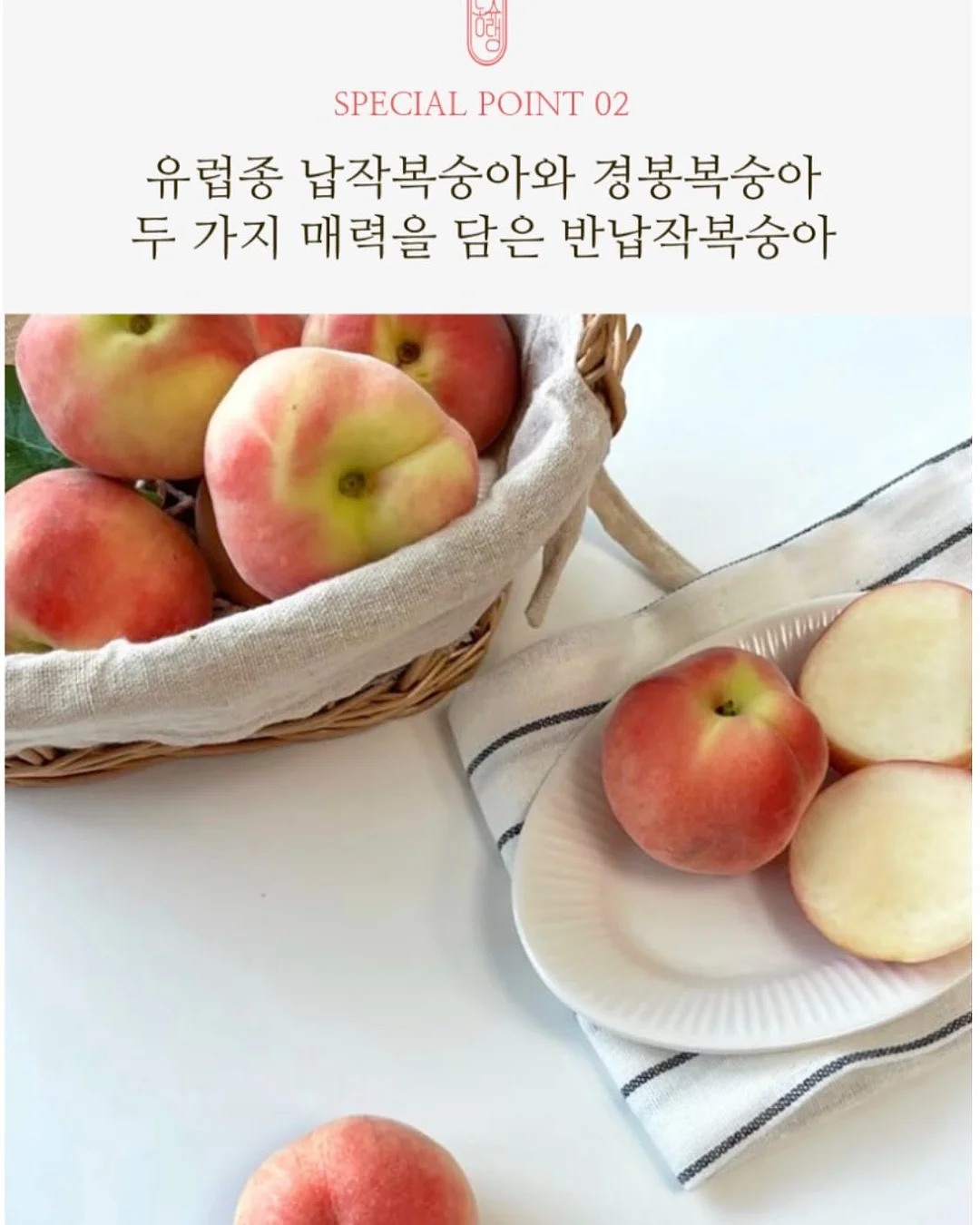 시오콘부 2