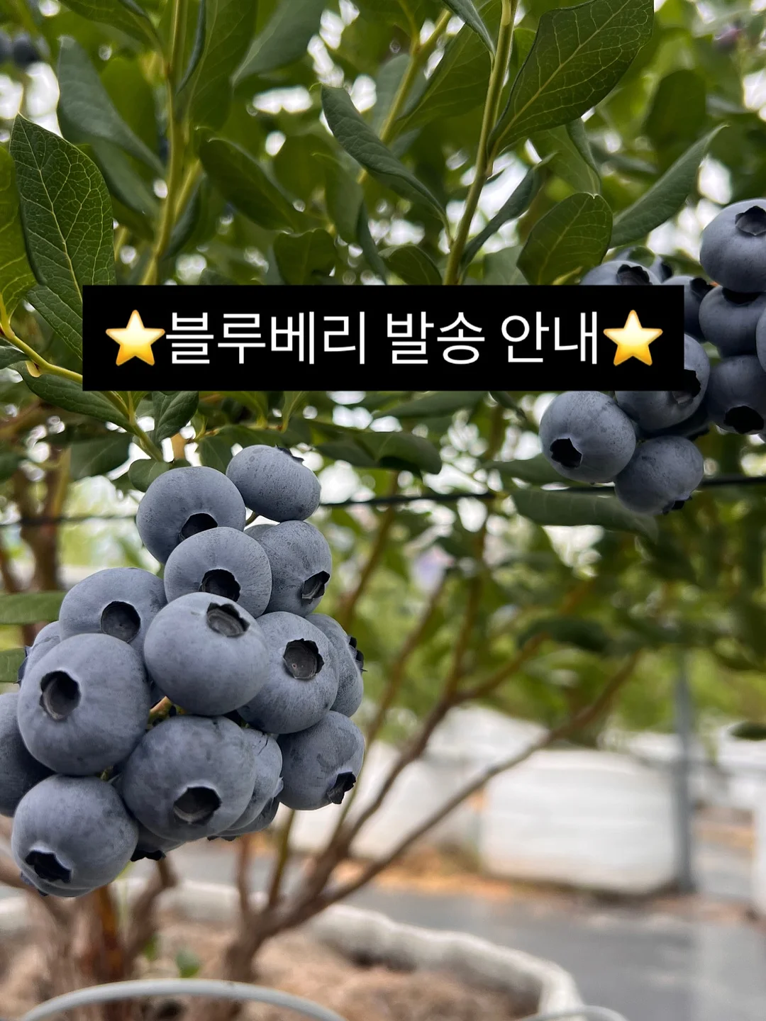 핑크 스퀘어 앞치마
