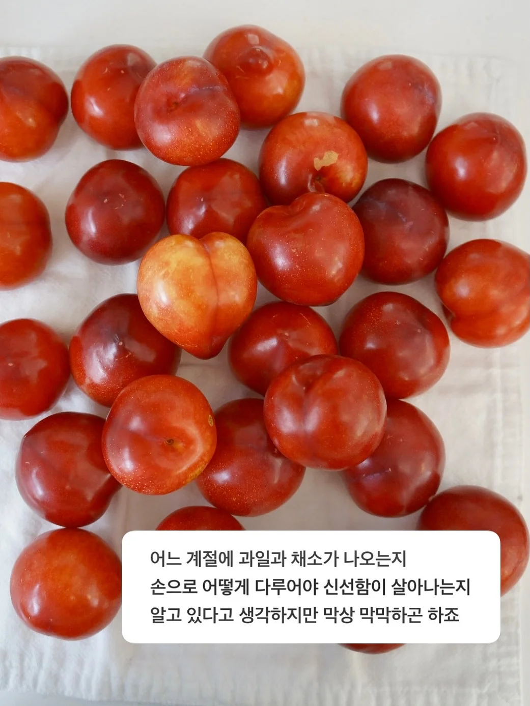알루쉐 섬유 향수 3