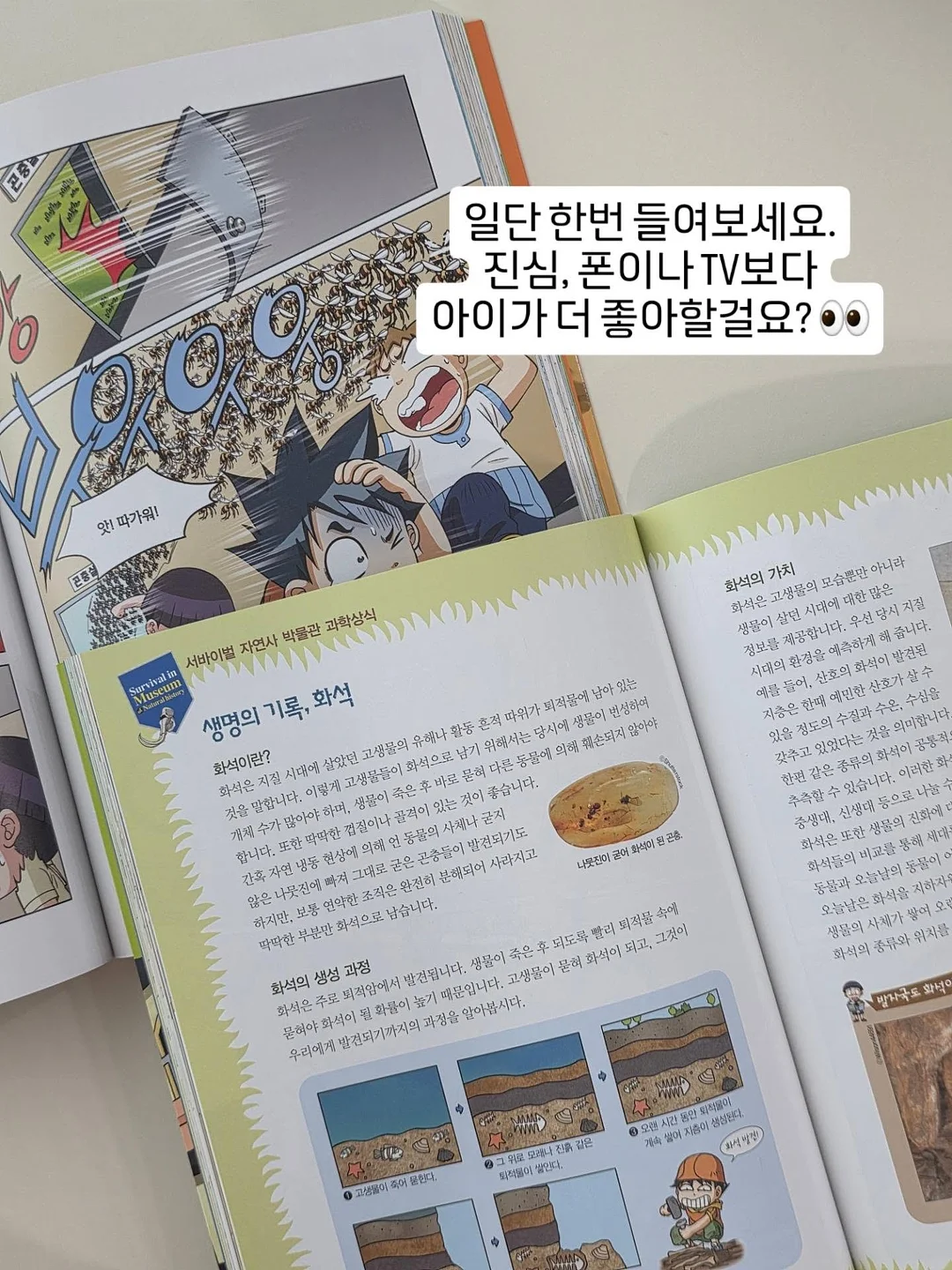 구즈마니아 체리 10