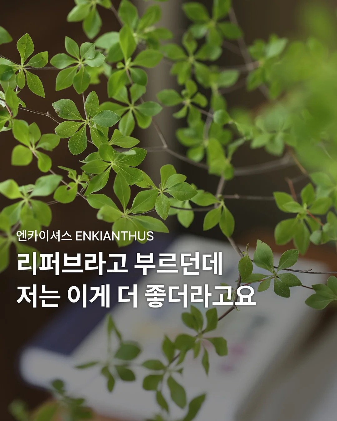 밀크티비니 1