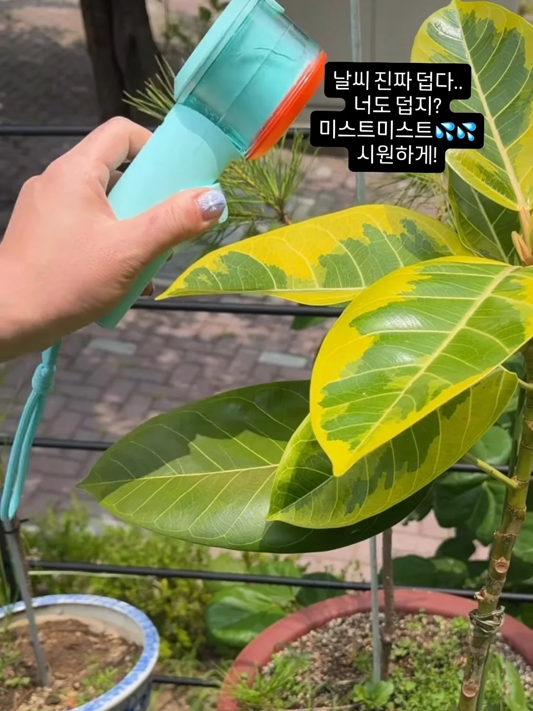 피그로니 플레이백 2