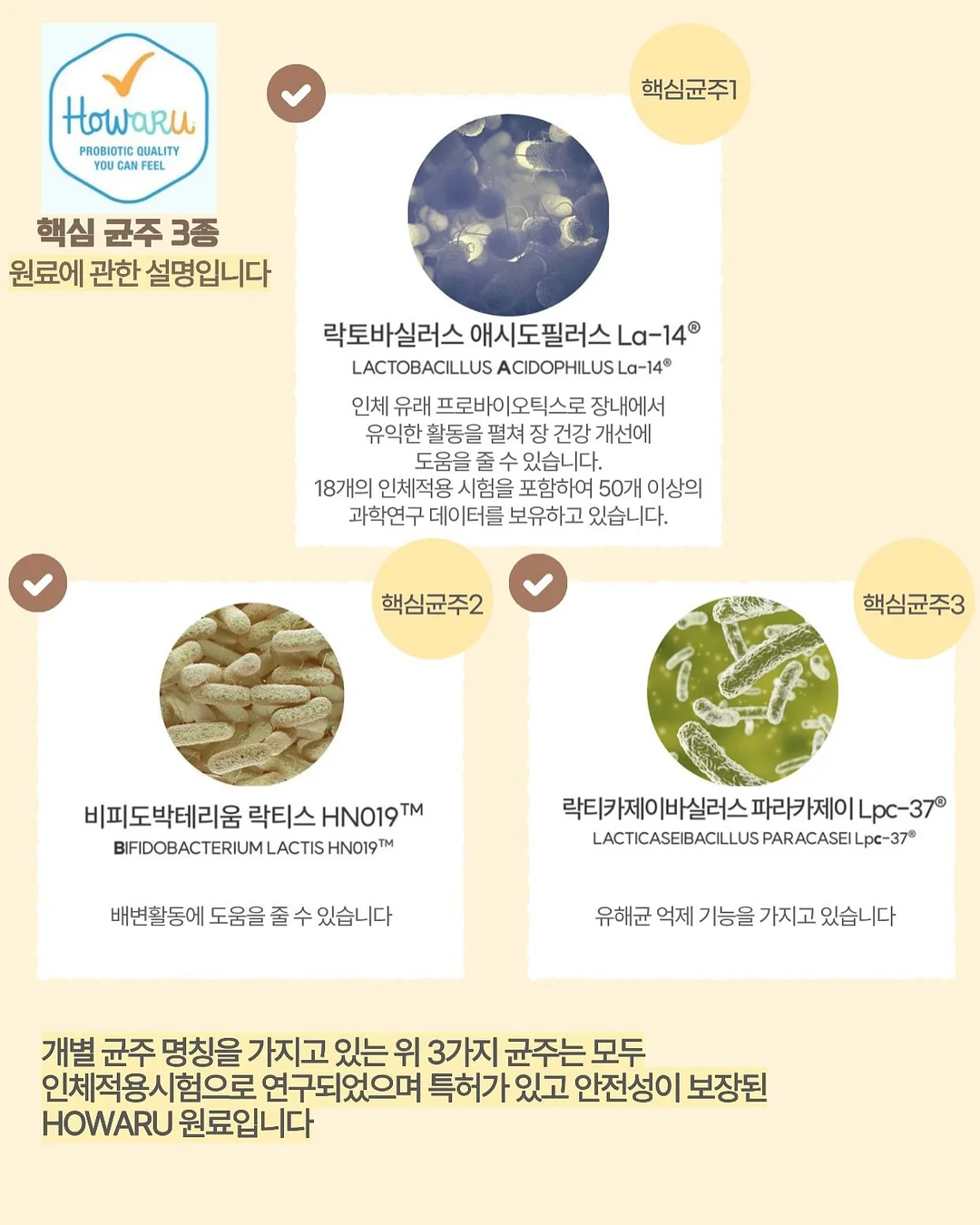 스프링 패밀리 세트 6