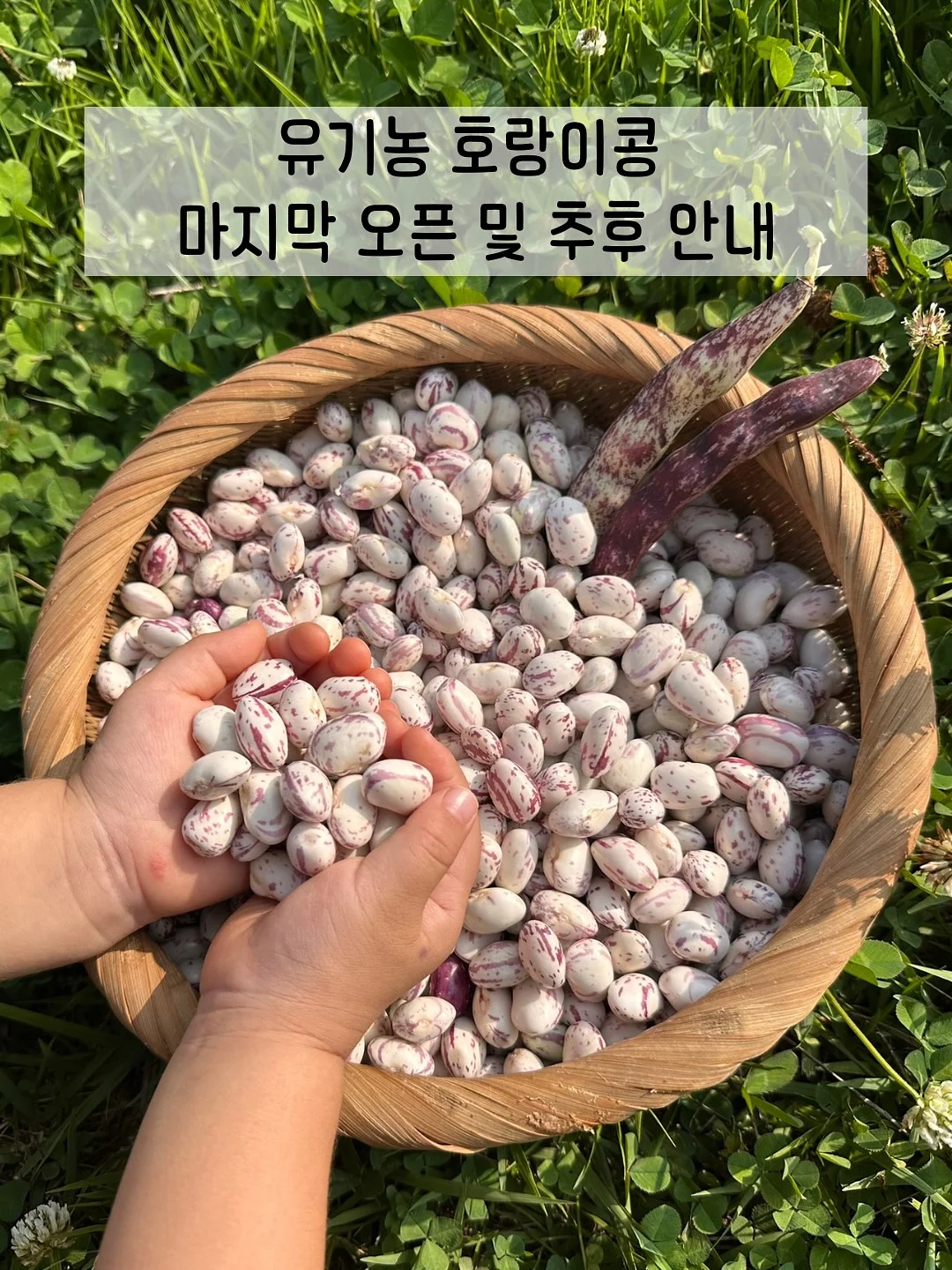 차즈마켓 젤리곰 강아지방석 1
