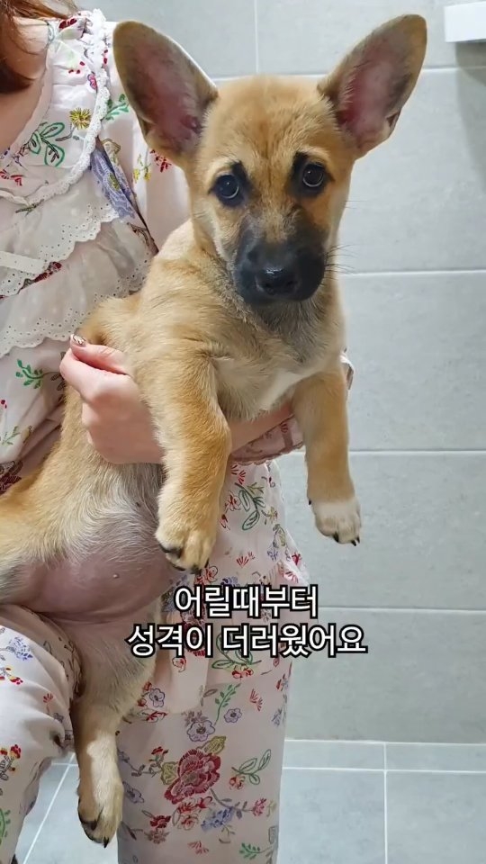 홍삼음료
