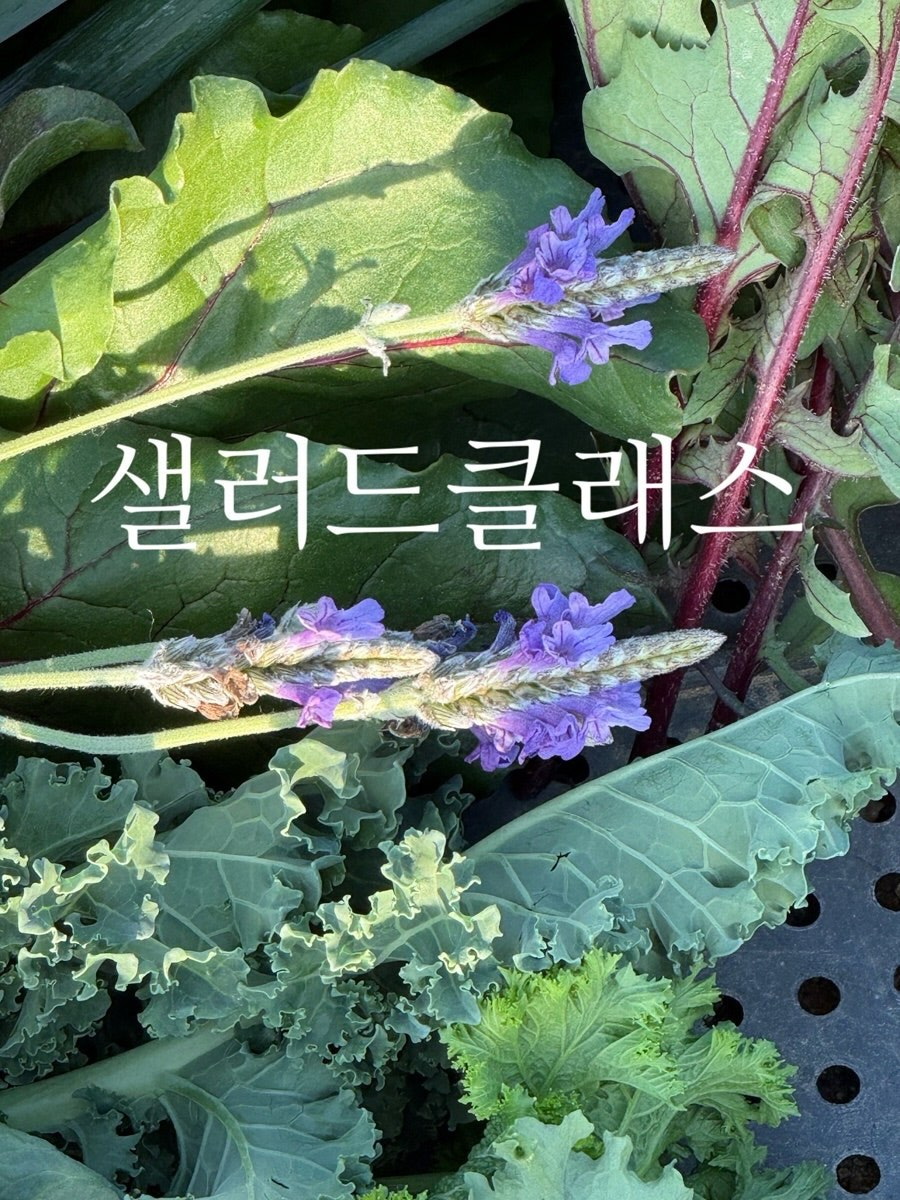 레벤호프 채칼 1