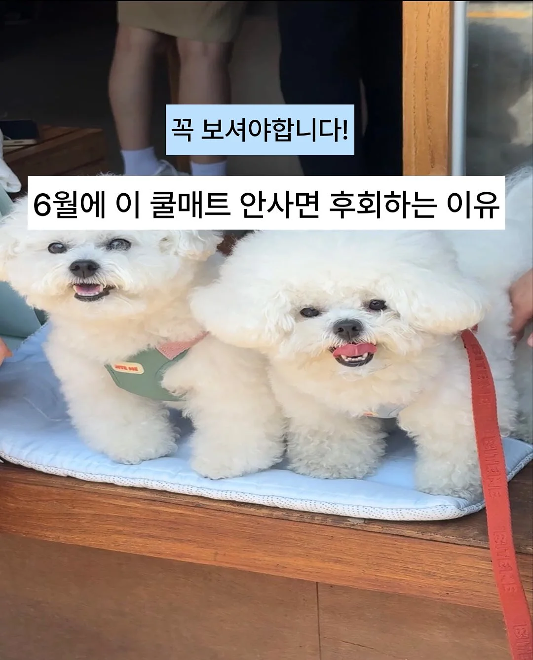 벽 얼룩 셀프 보수템 1