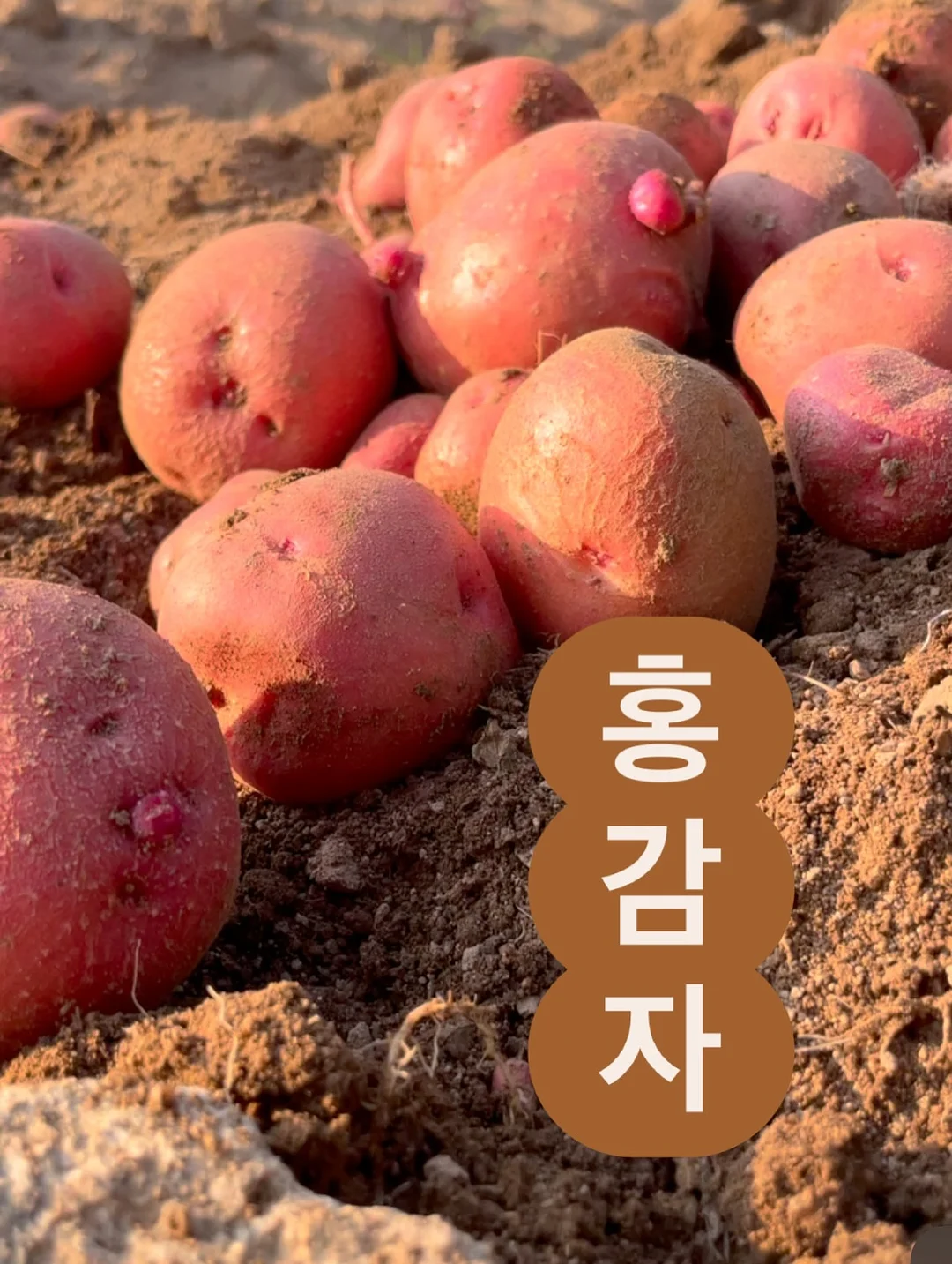 나무하나 방아된장 1