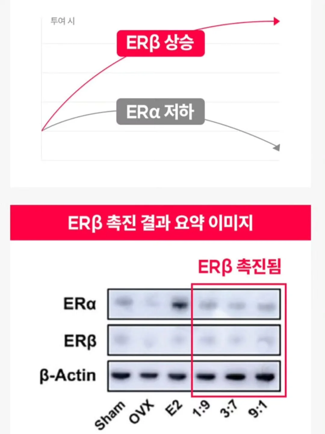 블라썸상하 8