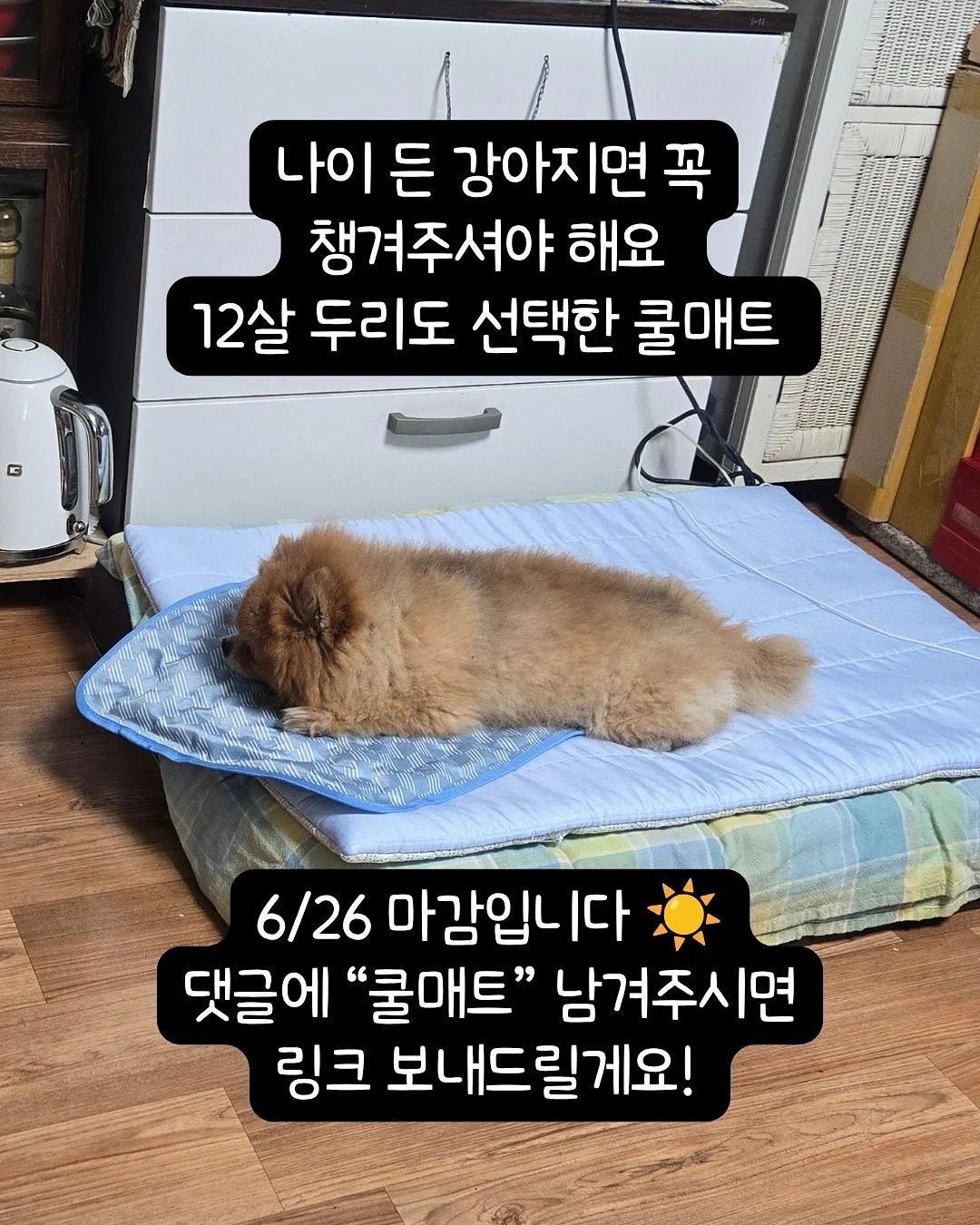 토끼 티슈 케이스 11